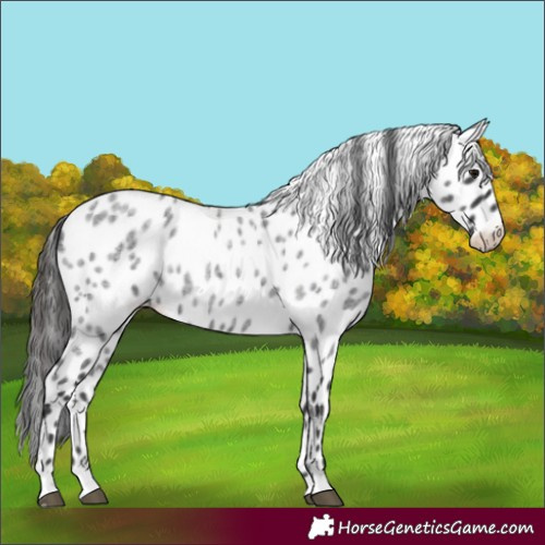 Horse Color:Blue Roan Appaloosa 