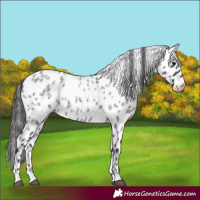 Horse Color:Blue Roan Appaloosa 