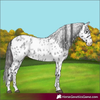Horse Color:Blue Roan Appaloosa