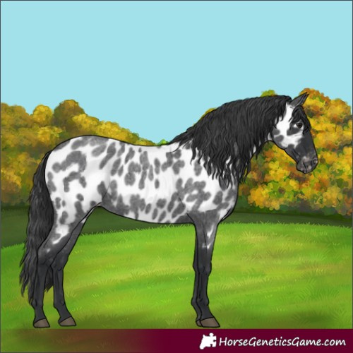 Horse Color:Blue Roan Appaloosa 