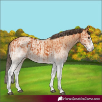 Horse Color:White Spotted Bay Splash  and White Spotted Amber Champagne Splash 