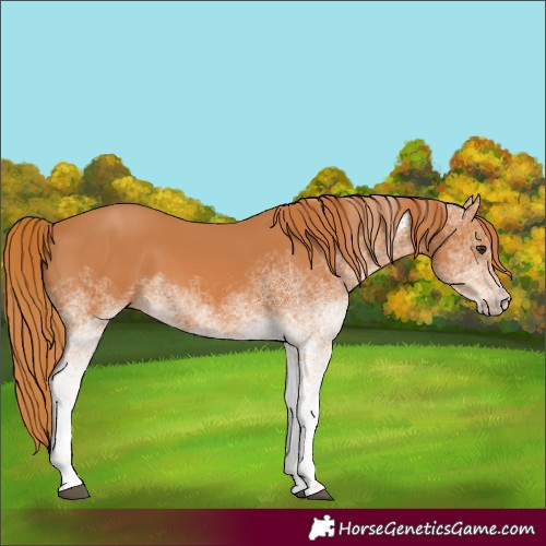 Horse Color:White Spotted Chestnut 