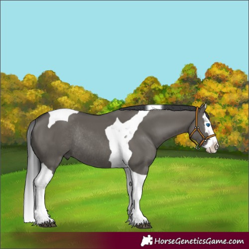 Horse Color:Grullo Splash Tobiano Rabicano 