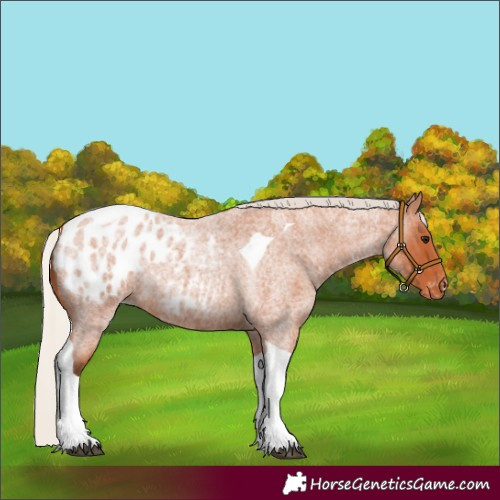 Horse Color:Silver Bay Roan Tobiano Blanket 