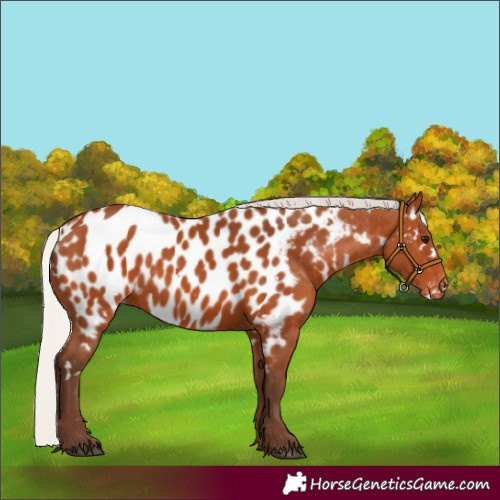Horse Color:White Spotted Silver Bay Appaloosa 