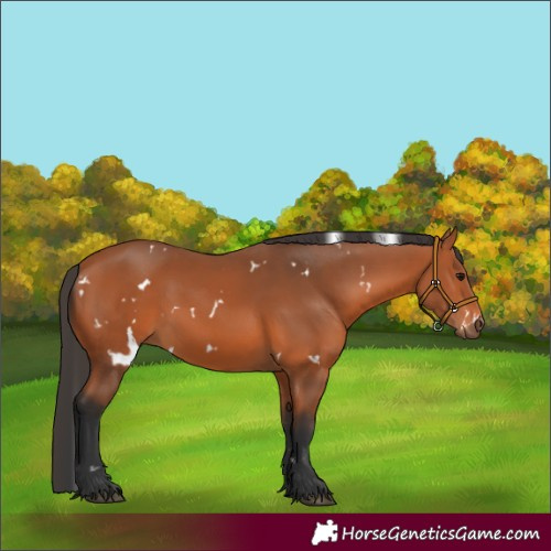Horse Color:White Spotted Bay 