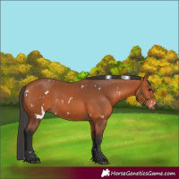 Horse Color:White Spotted Bay 