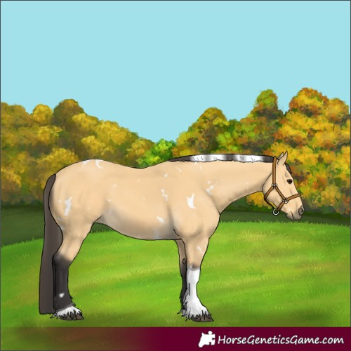 Horse Color:White Spotted Buckskin Tobiano 