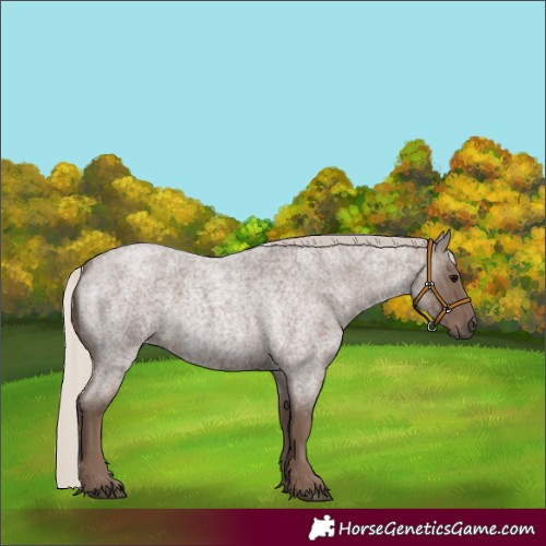 Horse Color:Silver Blue Roan 