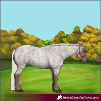 Horse Color:Silver Blue Roan 