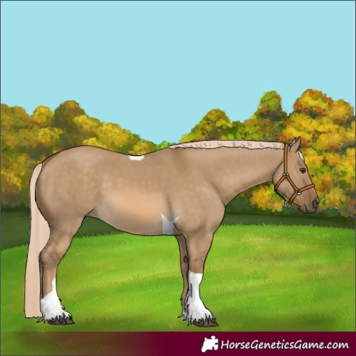 Horse Color:Chocolate Palomino Dun Tobiano 