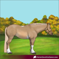 Horse Color:Chocolate Palomino Dun Tobiano 