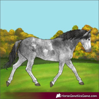 Horse Color:Gray White Spotted Black  and Gray White Spotted Black 