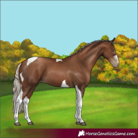 Horse Color:Gray Silver Black Pearl Tobiano 