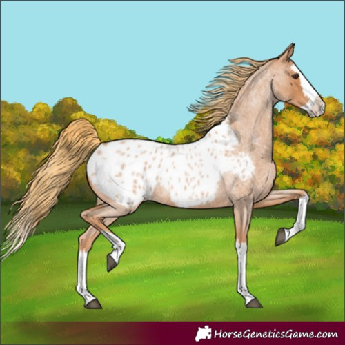 Horse Color:Red Roan Splash Blanket 