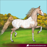 Horse Color:Red Roan Splash Appaloosa 