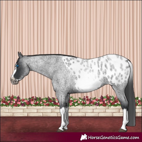 Horse Color:White Spotted Blue Roan Splash Frame Appaloosa 
