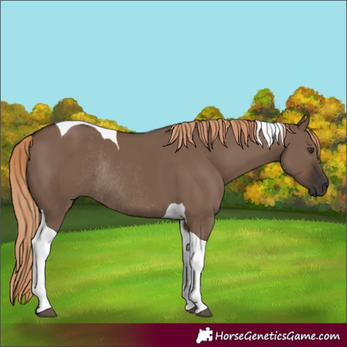 Horse Color:Liver Red Dun Tobiano Rabicano