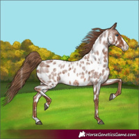 Horse Color:Red Roan Splash Near Leopard 