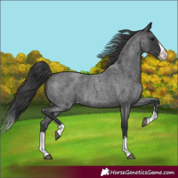 Horse Color:Blue Roan Splash Appaloosa 