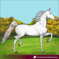 Horse Color:Red Roan Splash Appaloosa 