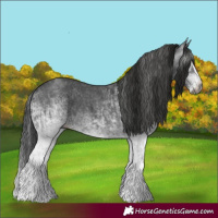 Horse Color:Gray White Spotted Black  and Gray White Spotted Black Splash 