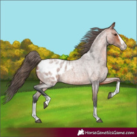 Horse Color:Bay Roan Splash Appaloosa