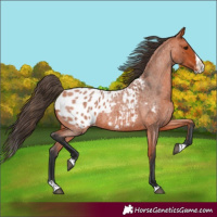 Horse Color:Bay Roan Splash Appaloosa 
