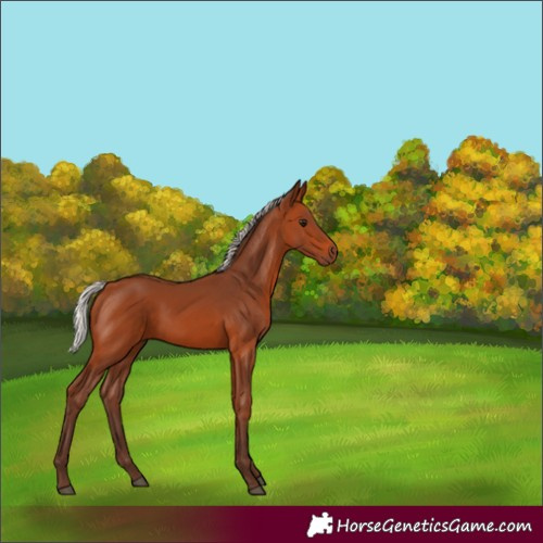 Horse Color:Silver Bay 