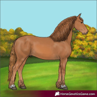 Horse Color:Chestnut 