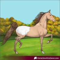 Horse Color:Amber Champagne Appaloosa 
