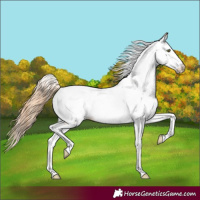 Horse Color:Gold Champagne Fewspot 