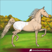 Horse Color:Gold Champagne Appaloosa 
