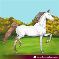 Horse Color:Gold Champagne Appaloosa 