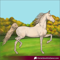 Horse Color:Gold Champagne Varnish 