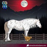 Horse Color:Buckskin Appaloosa