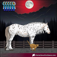 Horse Color:Buckskin Leopard 