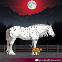 Horse Color:Buckskin Appaloosa