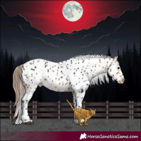 Horse Color:Buckskin Appaloosa