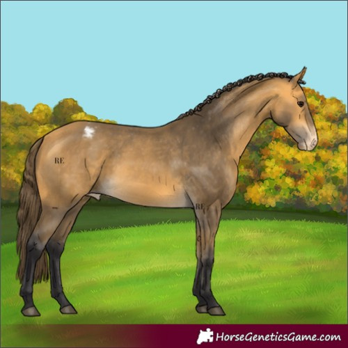Horse Color:Buckskin Appaloosa 