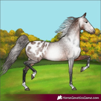 Horse Color:Gray Bay Blanket 