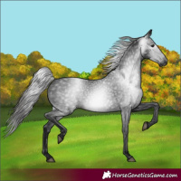 Horse Color:Gray Black Varnish