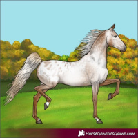 Horse Color:Gray Chestnut Blanket 