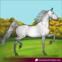 Horse Color:Gray Blue Roan Appaloosa 
