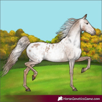 Horse Color:Gray Chestnut Appaloosa 