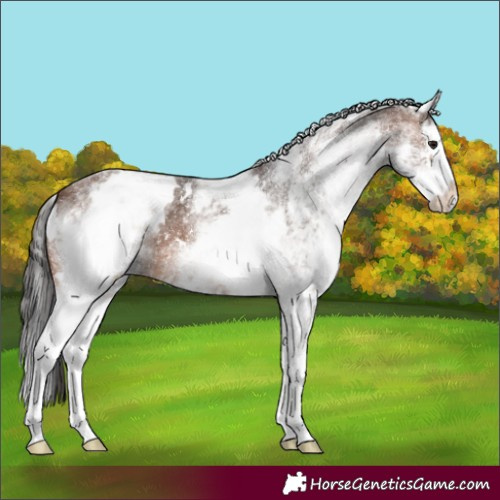 Horse Color:White Spotted Brown Splash 