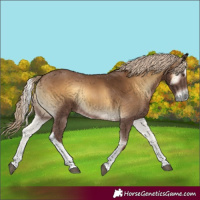 Horse Color:Chocolate Palomino Onyx Tobiano