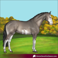 Horse Color:White Spotted Grullo Onyx 