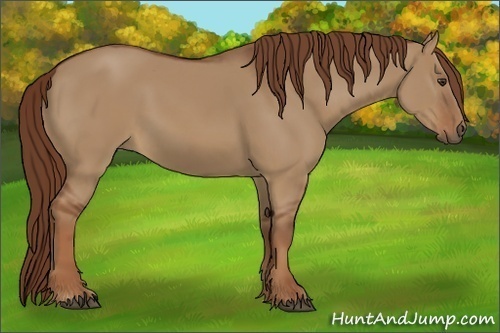 Horse Color:Red Dun 