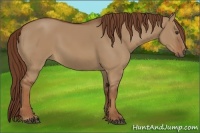Horse Color:Red Dun 